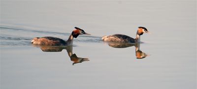 Fuut / Great Crested Grebe (de Oelemars)