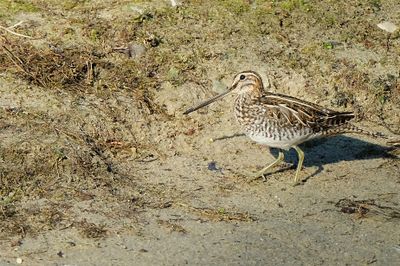 Watersnip /Common Snipe (de Oelemars)