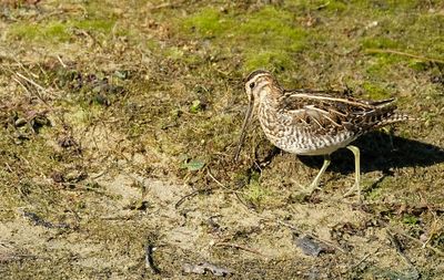 Watersnip / Common Snipe