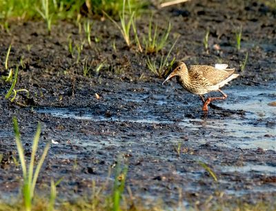 Tureluur / Common Redshank (Overtoom-Rijssen)