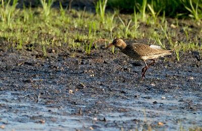 Tureluur / Common Redshank (Overtoom-Rijssen)