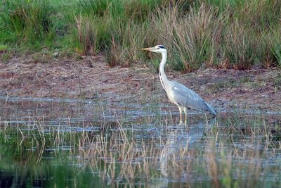Blauwe Reiger / Grey Heron (Markelo)