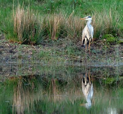 Blauwe Reiger / Grey Heron (Markelo)