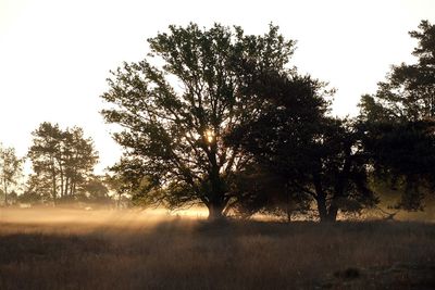 Zonsopkomst met grondmist / Sunrise with groundmist. (de Borkeld - (Markelo)