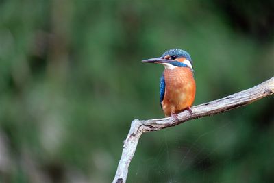 IJsvogel / Great Kingfisher (tuinhut 1 Rijssen)