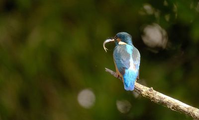 IJsvogel / Great Kingfisher (tuinhut 1 Rijssen)