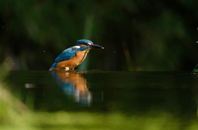 IJsvogel / Great Kingfisher (tuinhut 1 Rijssen)