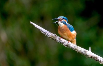 IJsvogel / Great Kingfisher (tuinhut 1 Rijssen)