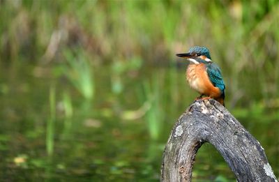 IJsvogel / Great Kingfisher (tuinhut 1 Rijssen)
