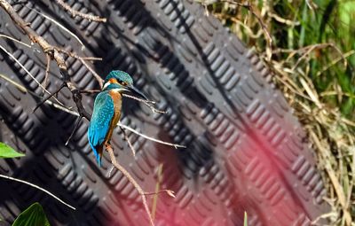 IJsvogel / Great Kingfisher (tuinhut 1 Rijssen)