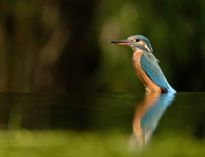 IJsvogel / Common Kingfisher