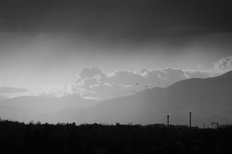 Crows Going Home