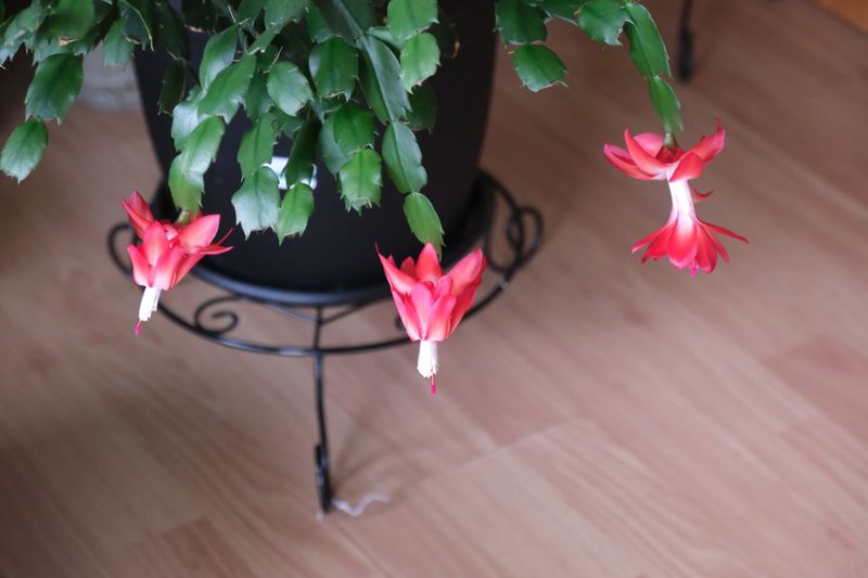 Christmas in April