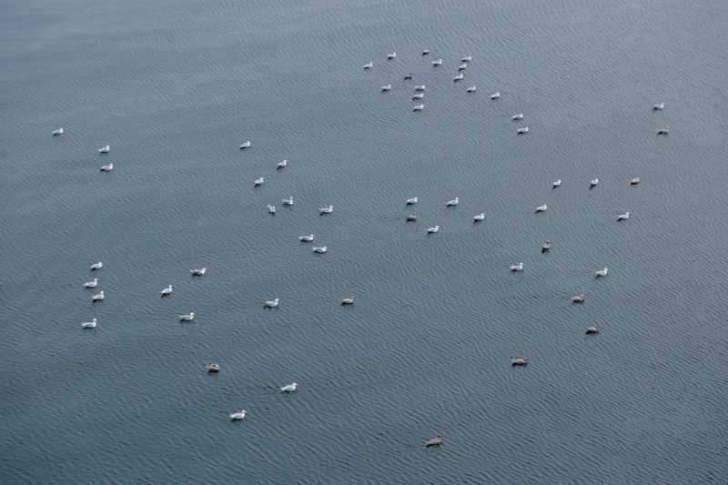 A Flotilla of Seagulls