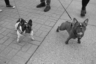 French Bulldogs