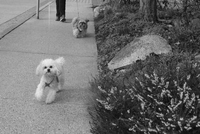 From the owner: Foreground:Poodle/Bishon; rear: Shih Tzu