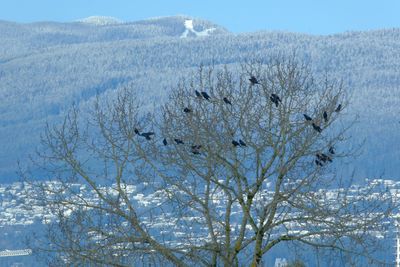 A Murder of Crows