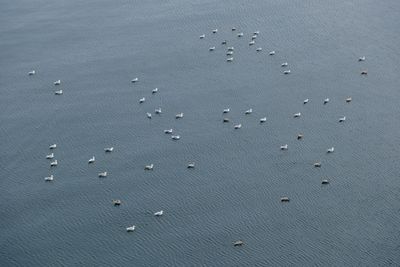 A Flotilla of Seagulls