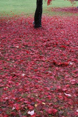 Carpet of Maple Leaves