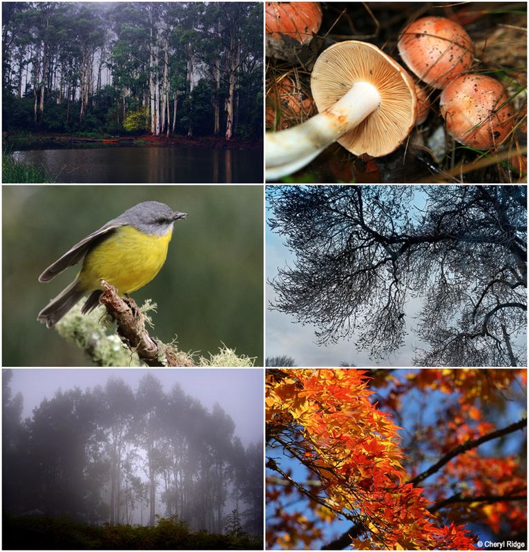 Macedon Ranges in Autumn, various