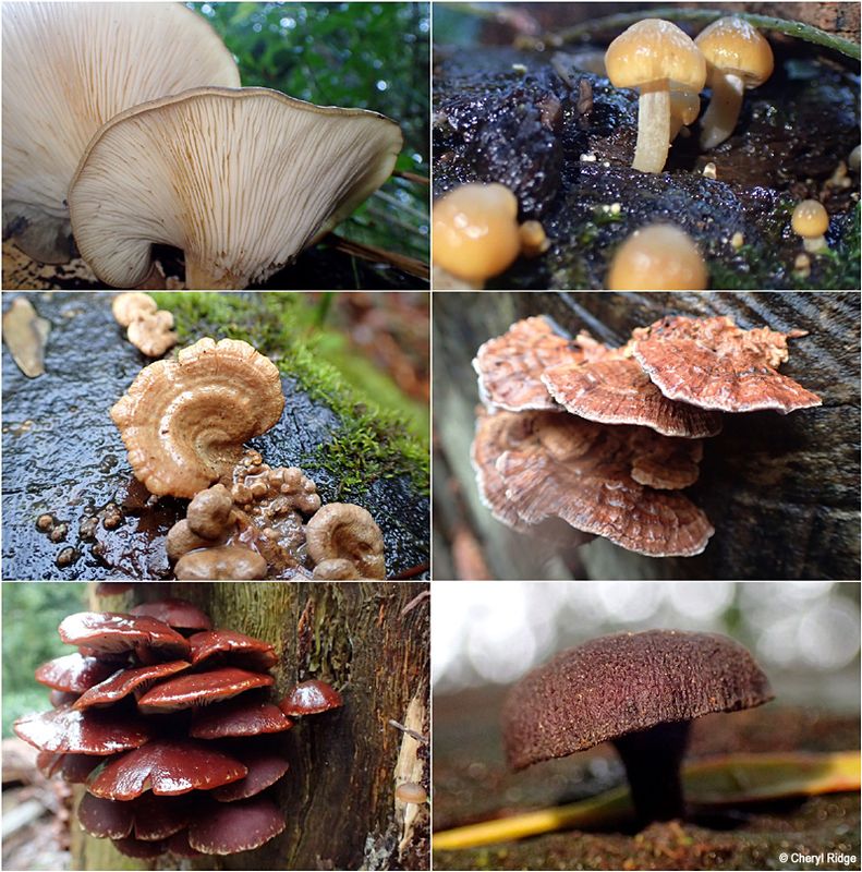 fungi-sherbrooke-montage3.jpg