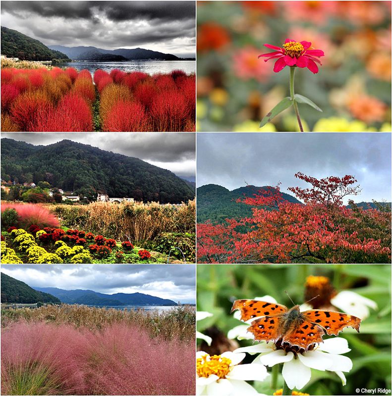 oishi-park-montage.jpg