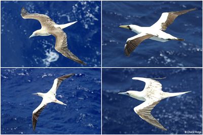 seabirds-montage.jpg