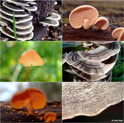 fungi-birdsland-montage2.jpg