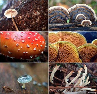 fungi-bwpa-montage1.jpg