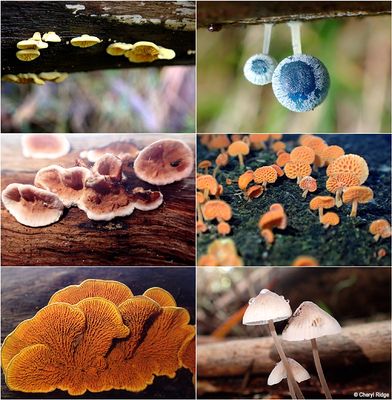 fungi-bwpa-montage2.jpg