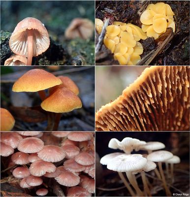 fungi-karwara-montage2.jpg