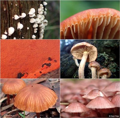 fungi-karwara-montage3.jpg