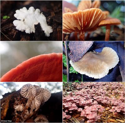 fungi-karwara-montage4.jpg