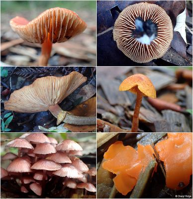 fungi-karwara-montage5.jpg