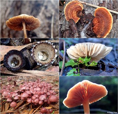 fungi-karwara-montage6.jpg