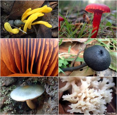 fungi-kinglake-montage1.jpg