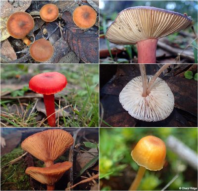 fungi-kinglake-montage3.jpg