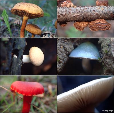 fungi-kinglake-montage4.jpg