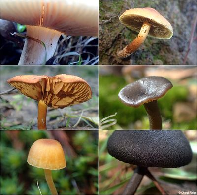 fungi-kinglake-montage5.jpg