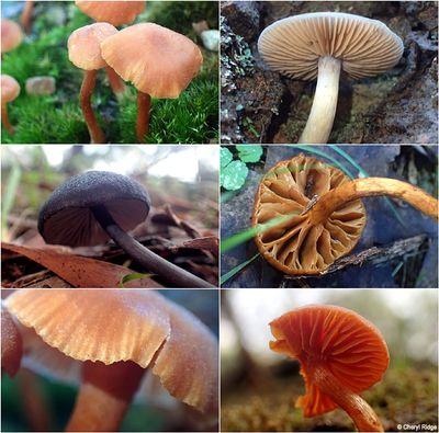 fungi-kinglake-montage6.jpg