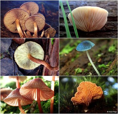 fungi-macedon-montage.jpg