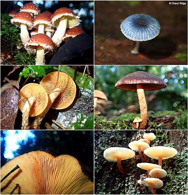 fungi-macedon-montage2.jpg
