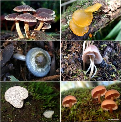 fungi-macedon-montage3.jpg