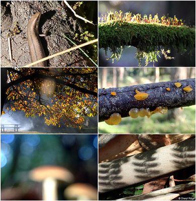 fungi-macedon-montage4.jpg