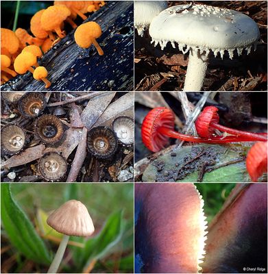 fungi-shepherds-bush-montage1.jpg