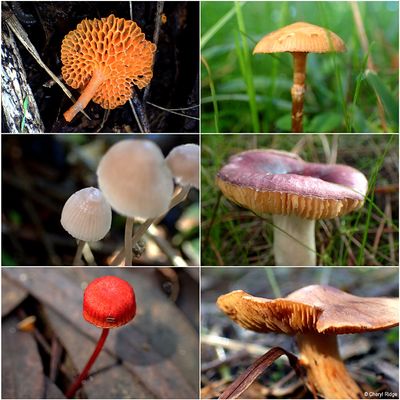 fungi-shepherds-bush-montage2.jpg