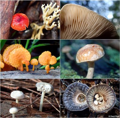 fungi-shepherds-bush-montage3.jpg