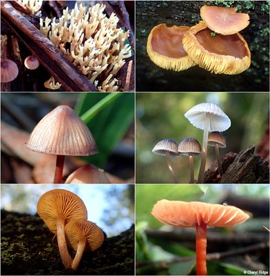 fungi-shepherds-bush-montage4.jpg