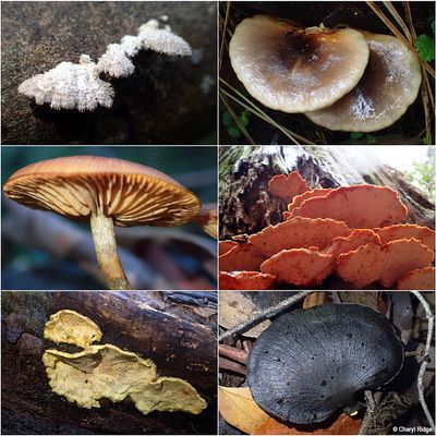 fungi-sherbrooke-montage1.jpg