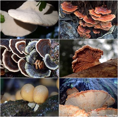 fungi-sherbrooke-montage2.jpg